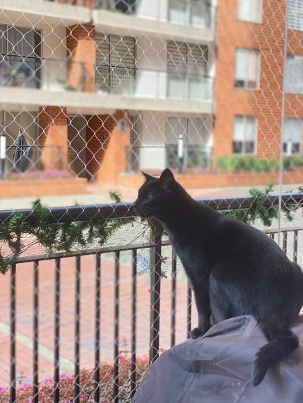 Gato negro asomado a un balcon protegido con malla de seguridad