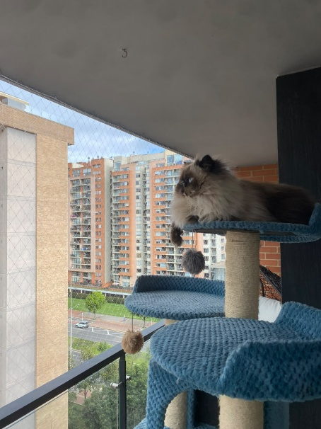 Gato persa sobre su torre en un balcon protegido con malla de seguridad