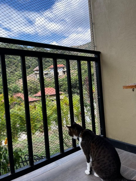 Gato en un balcon con malla de seguridad y vista a una zona verde