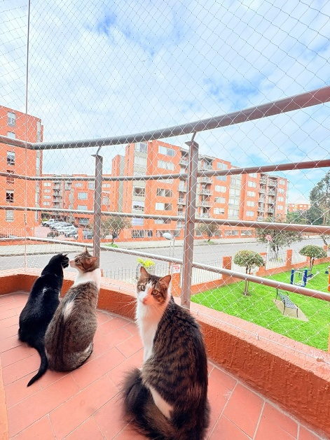 Tres gatos descansando juntos en un balcón cerrado con malla de seguridad