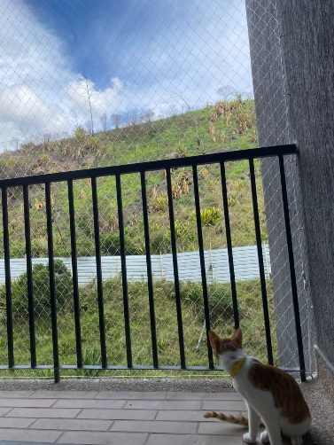 Gato junto a una reja de patio reforzada con malla de seguridad