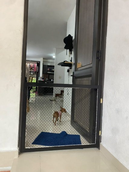 Perro pequeno detras de una puerta con malla de seguridad que impide su salida