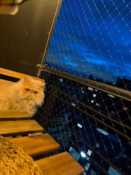 Gato persa junto a una terraza protegida con malla de seguridad al anochecer