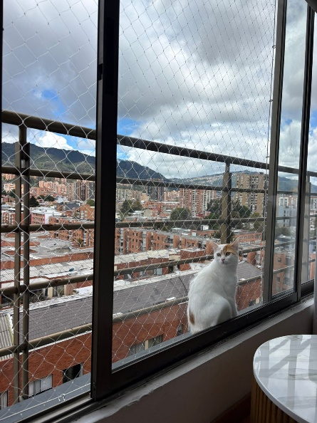 Gato blanco junto a una ventana con malla de seguridad y vista a la ciudad