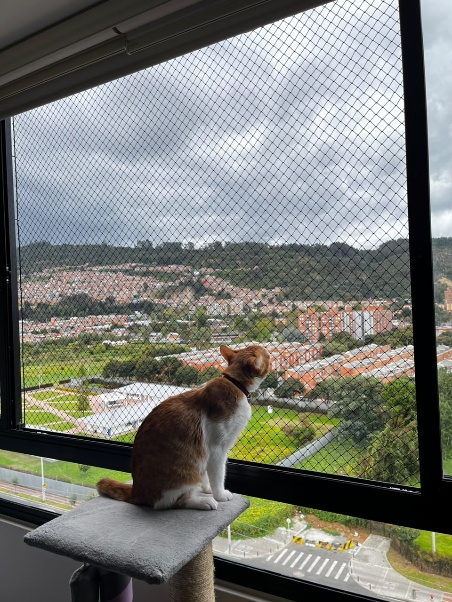 Gato en su mirador frente a una ventana con malla de seguridad