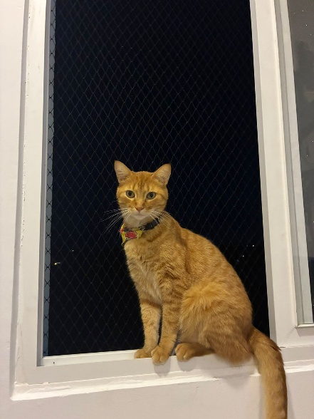 Gato naranja sentado en el alfeizar de una ventana con malla de seguridad instalada