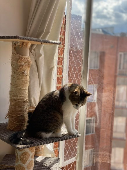 Gato sobre un rascador junto a una ventana con malla de seguridad