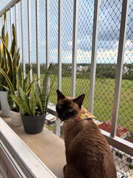 Gato siames junto a una ventana con malla de seguridad y plantas