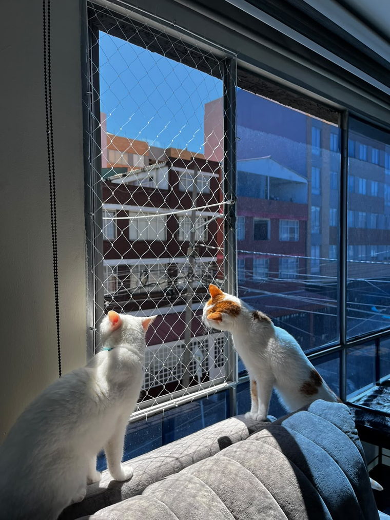 Dos gatos asomados a una ventana de apartamento protegida con malla de seguridad transparente