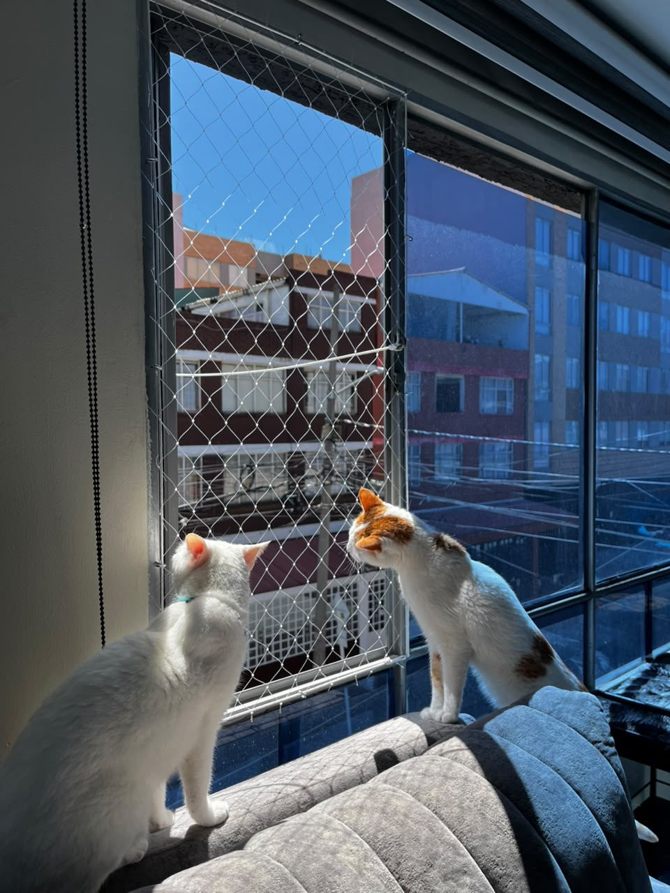 Dos gatos asomados a una ventana de apartamento protegida con malla de seguridad transparente